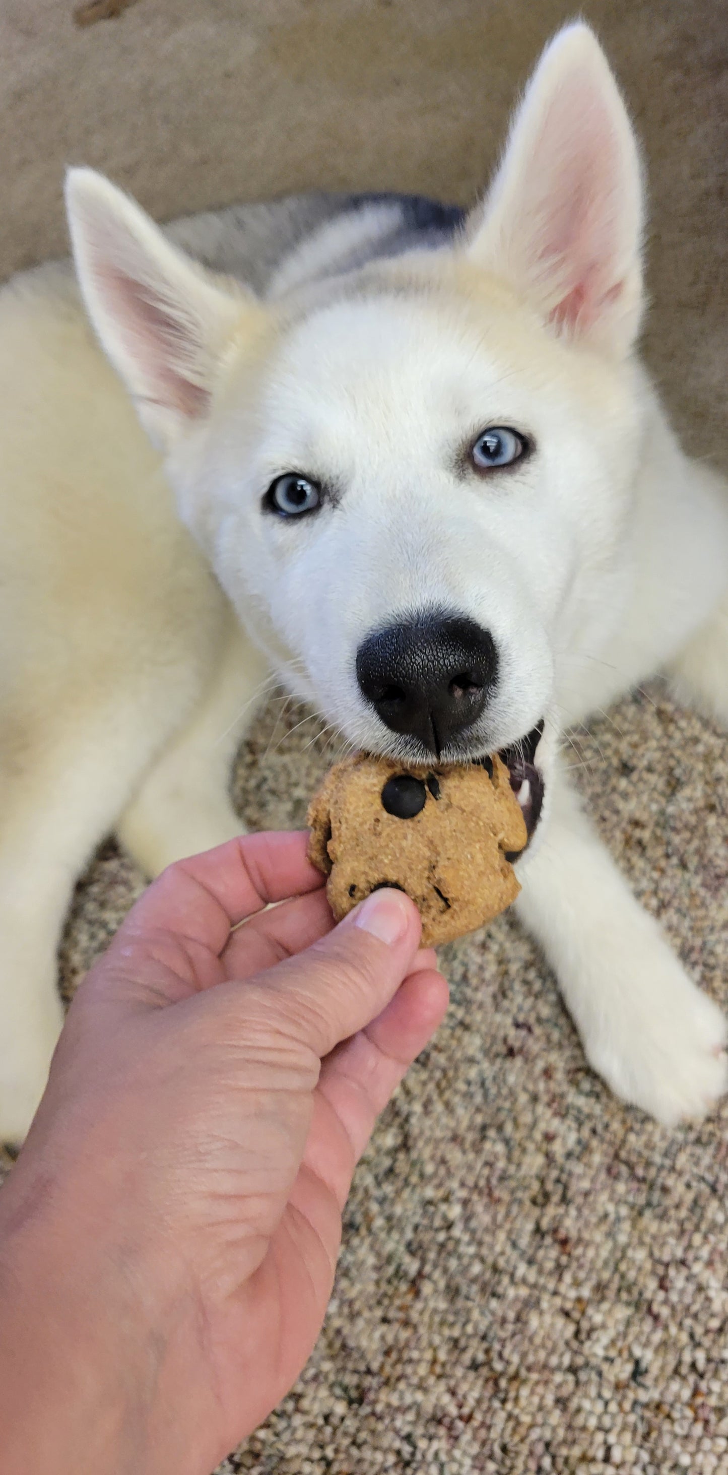 Carob Chip Cookies